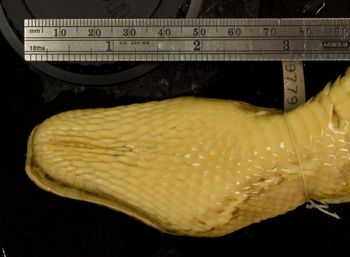 Media type: image;   Herpetology R-29779 Aspect: head ventral